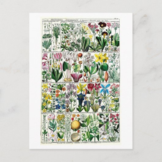  Pentrandia Floral Botanical Chart Briefkaart (Voorkant)