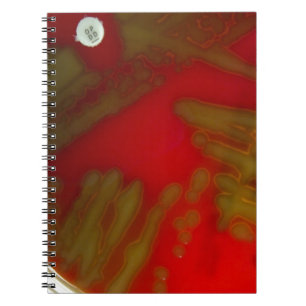 Penumonia Bacteria Notitieboek