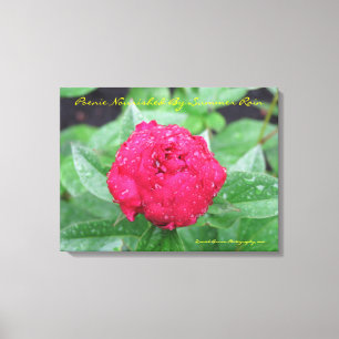 Peonie na Regen Gewatteerd Canvas Afdruk