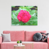 Peonie Na Regen Verpakt Canvas Afdruk (Insitu (Woonkamer))