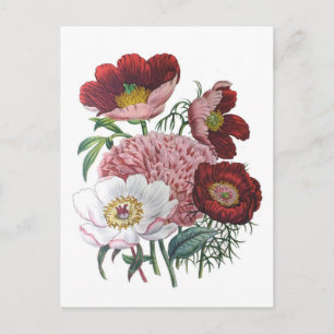 Peonies Briefkaart