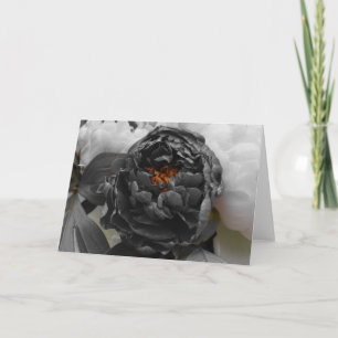 Peonies / geïsoleerde kleur kaart