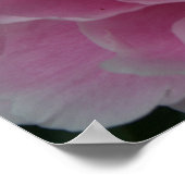 Peonies in volwaardige bloei poster (Hoek)