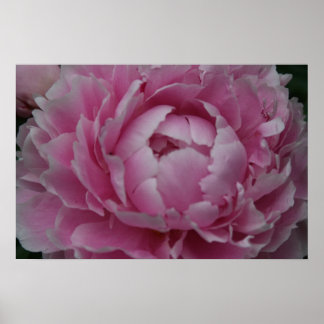 Peonies in volwaardige bloei poster