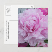 Peonies roses / Carte postale Peony (Devant / Derrière)