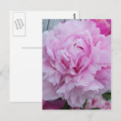 Peonies roses / Carte postale Peony (Devant / Derrière)