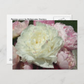 Peonies roses / Carte postale Peony rose (Devant / Derrière)