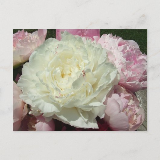 Peonies roses / Carte postale Peony rose (Devant)