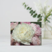 Peonies roses / Carte postale Peony rose (Debout devant)