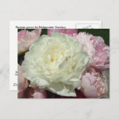Peonies roses / Carte postale Peony rose (Devant / Derrière)