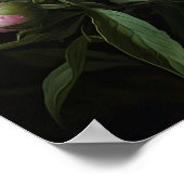 Peonies roses Flower Art Imprimer Poster (Coin)