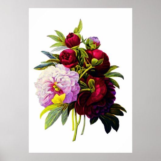 Peonies van Pierre Joseph Redoute Poster (Voorkant)