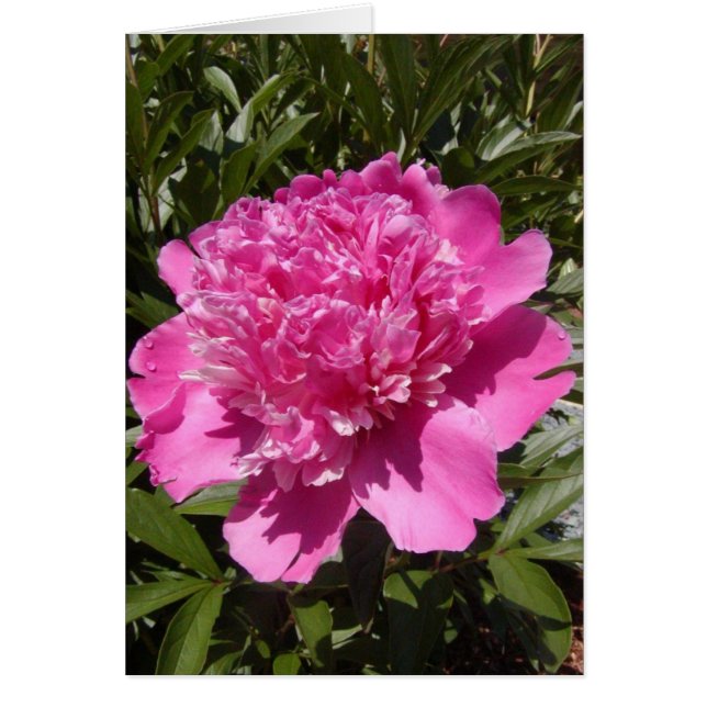 Peony (Voorkant)