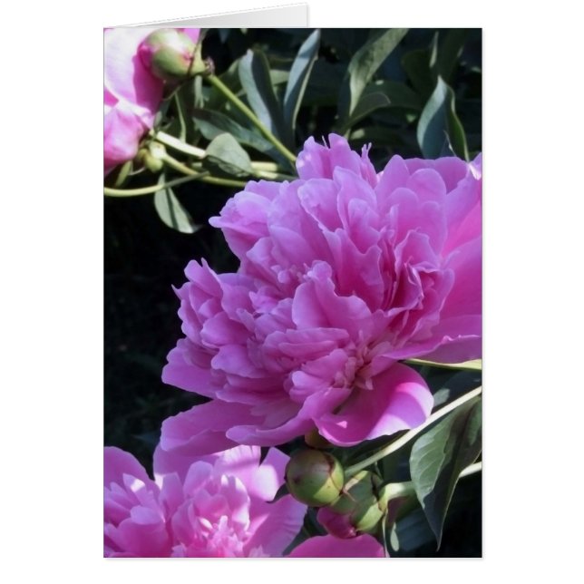 Peony (Devant)