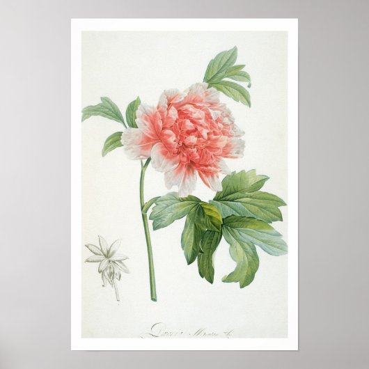 Peony, 1799 (kleurenspoeldruk) poster (Voorkant)