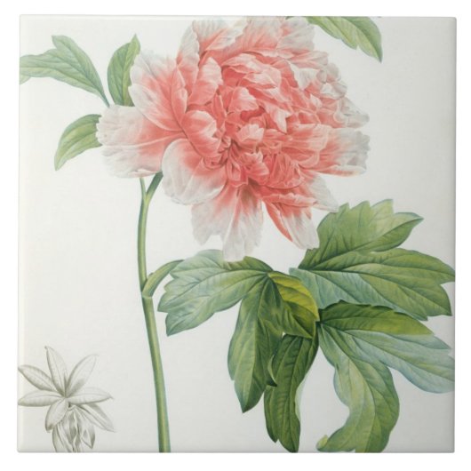 Peony, 1799 (kleurenspoeldruk) tegeltje (Voorkant)
