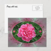 Peony avec bourgeons ~ carte postale (Devant / Derrière)