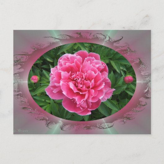 Peony avec bourgeons ~ carte postale (Devant)
