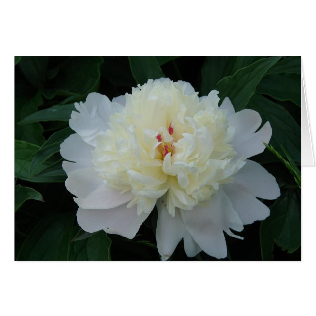 Peony blanc (Devant horizontal)