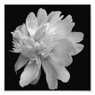 Peony bloem in bloei zwart en wit 8x8 foto afdruk