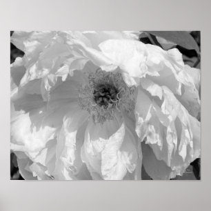 Peony bloem in zwart en wit poster