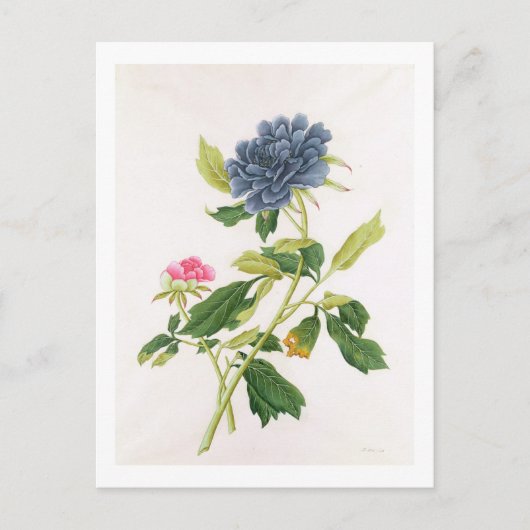 Peony Briefkaart (Voorkant)