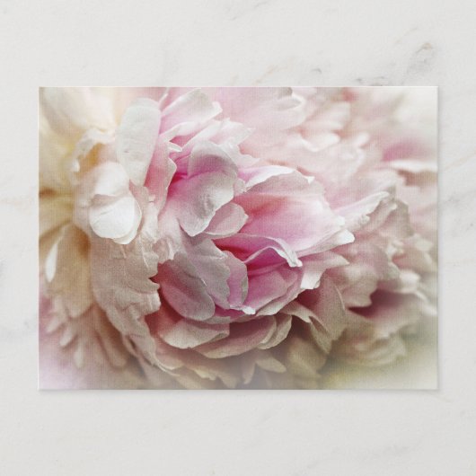 Peony Briefkaart (Voorkant)