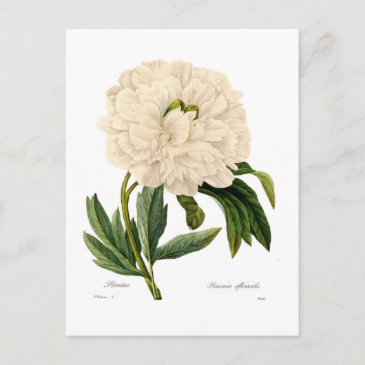 Peony Briefkaart (Voorkant)