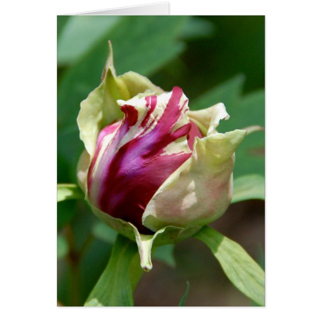 Peony Bud (Devant)