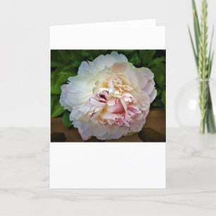 Peony, carte