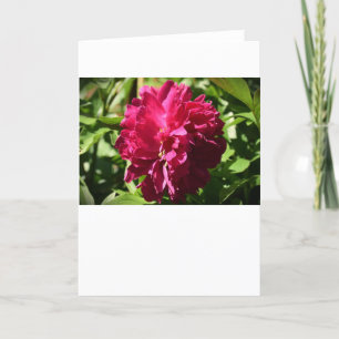 Peony, carte