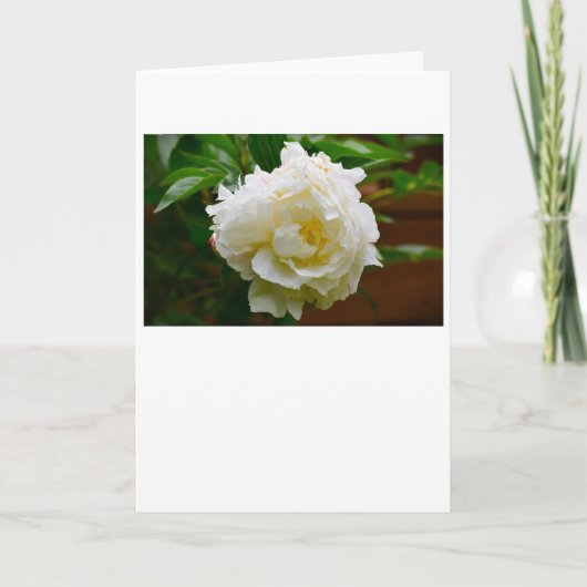 Peony, carte (Devant)
