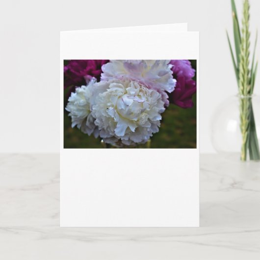 Peony, carte (Devant)