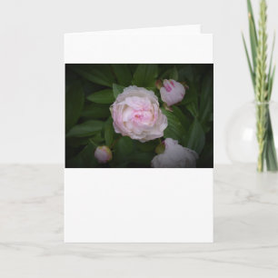 Peony, carte