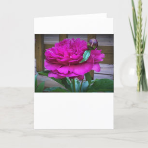 Peony, carte