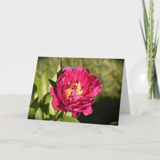 Peony, carte (Devant)