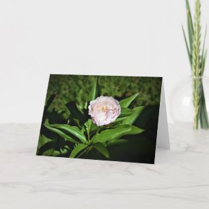 Peony, carte
