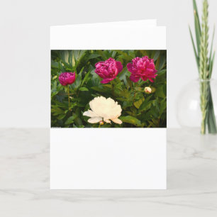 Peony, carte