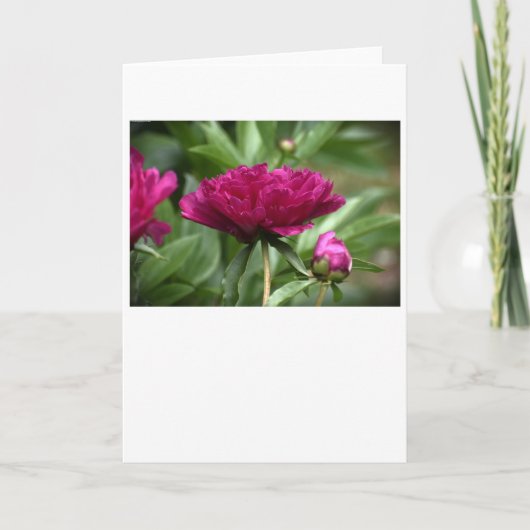 Peony, carte (Devant)