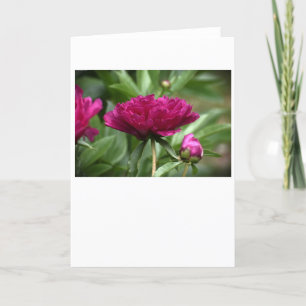Peony, carte