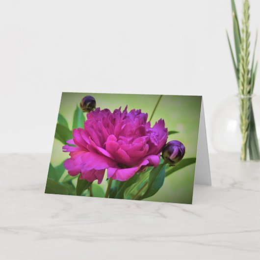 Peony, carte (Devant)