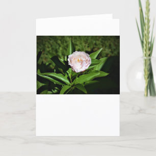 Peony, carte