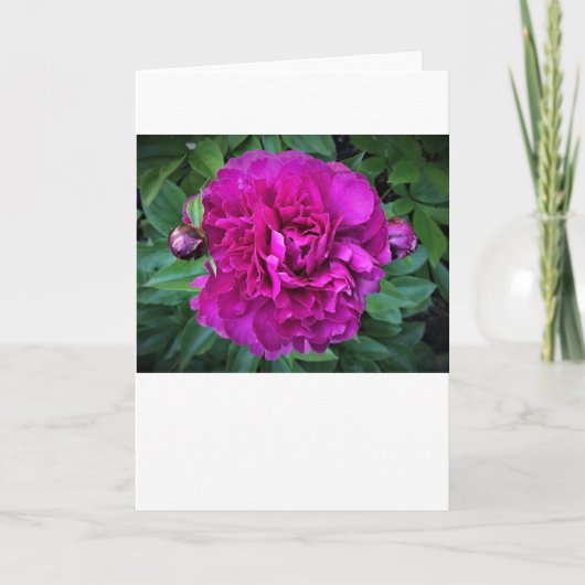 Peony, carte (Devant)