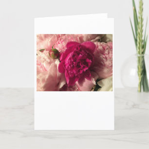 Peony, carte