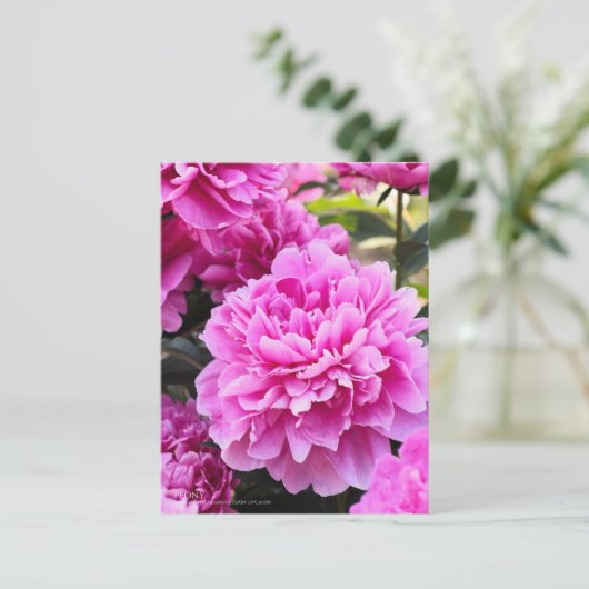 Peony : Carte postale (Debout devant)