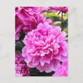 Peony : Carte postale (Devant)