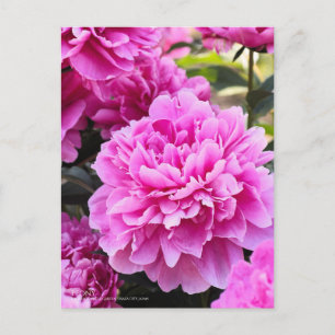 Peony : Carte postale
