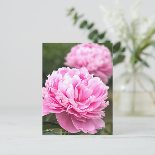 Peony : Carte postale (Debout devant)