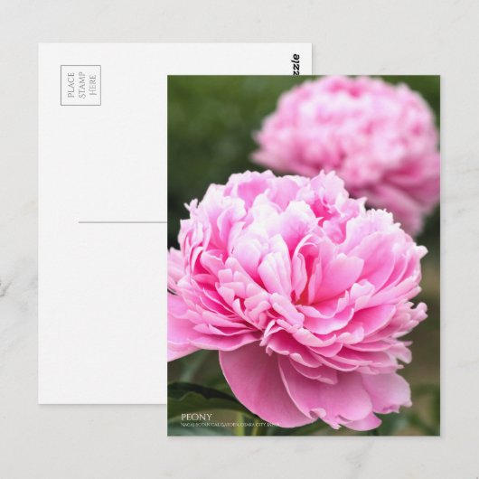 Peony : Carte postale (Devant / Derrière)