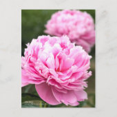 Peony : Carte postale (Devant)